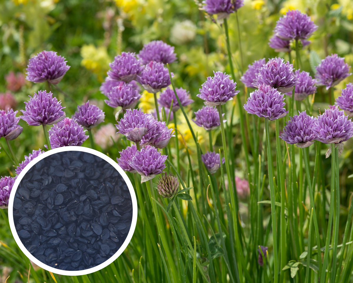 Garlic Chives Herb Seeds NonGMO (250+ Seeds) Hello May Garden