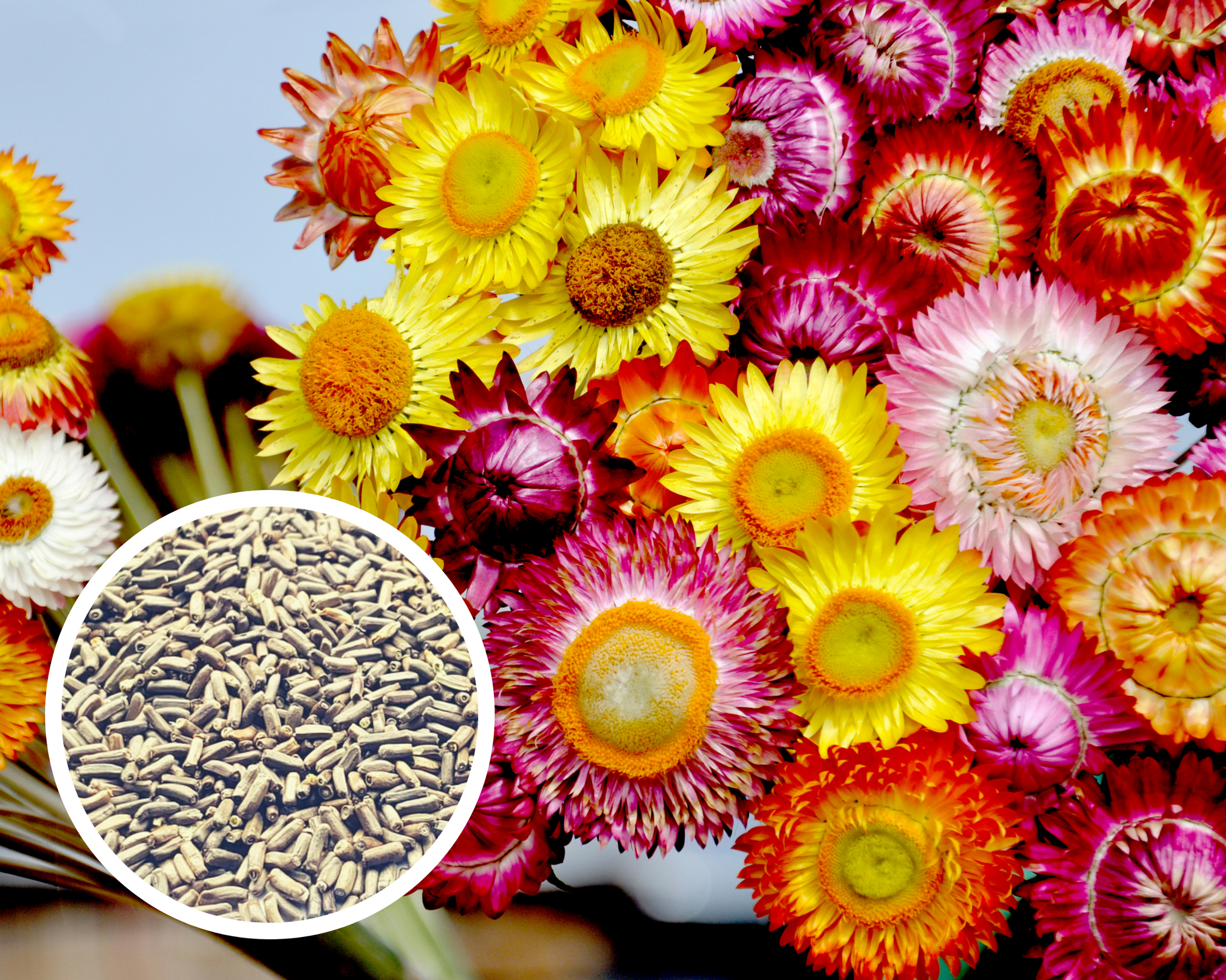 straw flower seed Strawflower (Semi-Dwarf) Bouquet Mix Seeds Non-GMO (250+ Seeds)