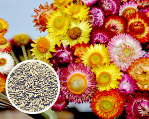 Strawflower (Semi-Dwarf) Bouquet Mix Seeds Non-GMO (250+ Seeds)