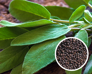 Broadleaf Sage Herb Seeds Medicinal Heirloom Non-GMO (100+ Seeds)
