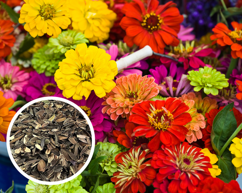 Flower Zinnia, Cal. Giant Mix Seeds Heirloom Non-GMO(75+ Seeds)