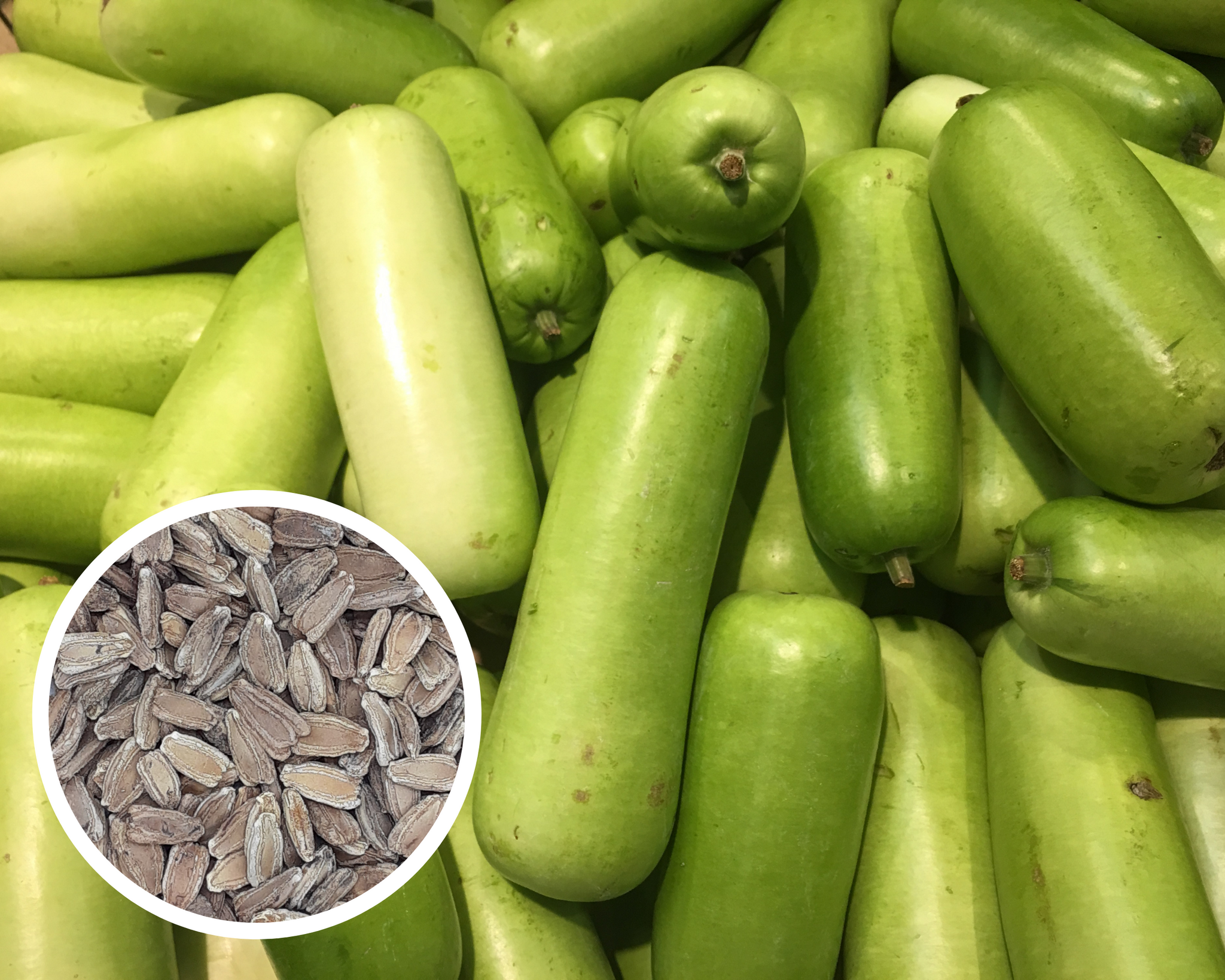 Nam Tao Yao Bottle Gourd, Opo, Calabash Seeds Heirloom Non-GMO (25+ Seeds)