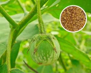 egg plant seed Thai Eggplant Round Green Seeds Non-GMO (100+ Seeds) – Hello May Garden