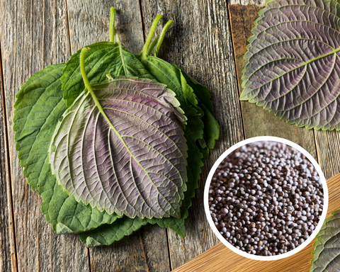 Shiso (Perilla) - Korean Seeds Herb Heirloom Non-GMO (100+ Seeds)