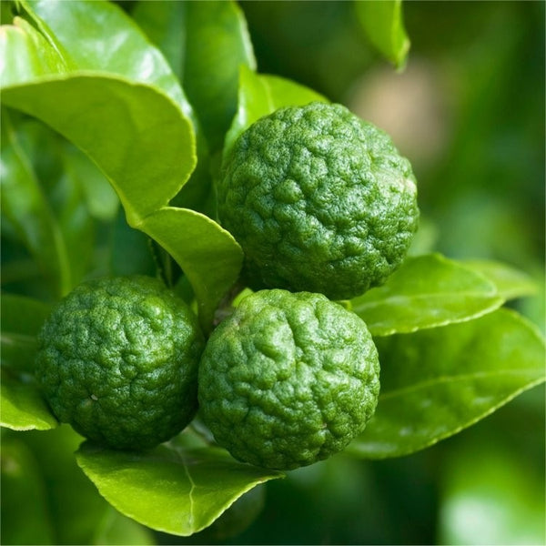 Kaffir Lime Tree - Citrus Hystrix Makrut Live Plants (11-14" Tall)