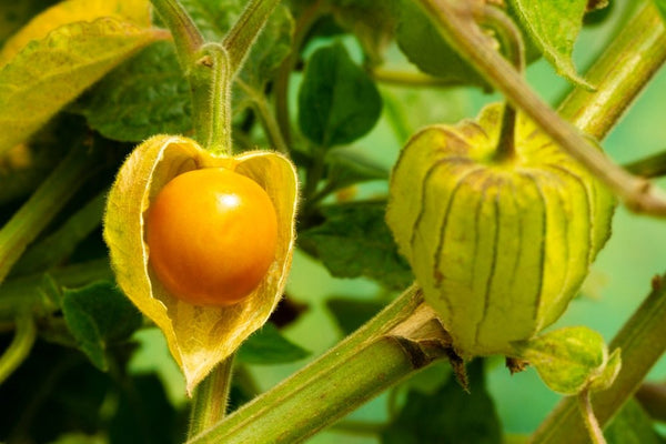 Ground Cherry, Physalis Peruviana Starter Live Plants - 4 Seedlings