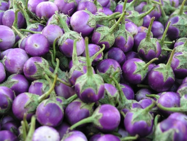 Purple Thai Eggplant Starter Live Plants - 4 Seedlings