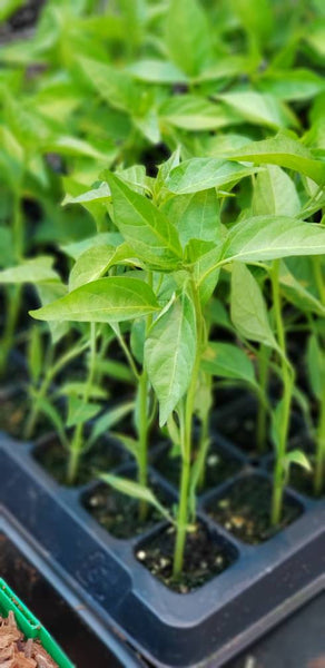 White Hot Thai Chili Pepper Starter Plants - 4 Seedlings