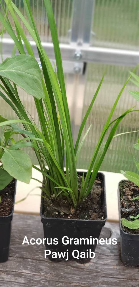 Acorus Gramineus - Pawj Qaib Hmong Medicinal Herbs Starter Plant - 2.5" pot