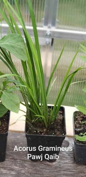 Hmong Medicinal Herbs Starter Plants Package