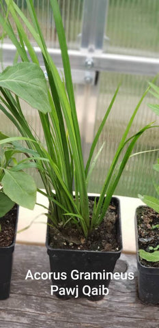 Acorus Gramineus - Pawj Qaib Hmong Medicinal Herbs Starter Plant - 2.5" pot