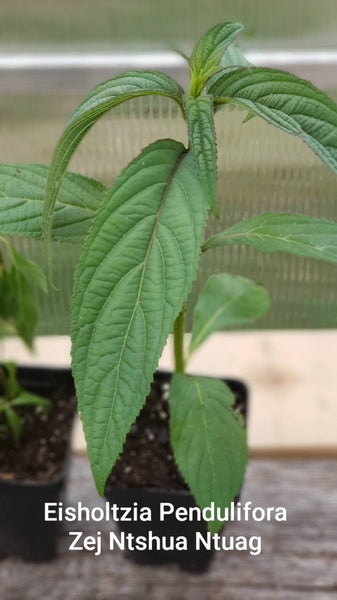 Hmong Medicinal Herbs Starter Plants Package