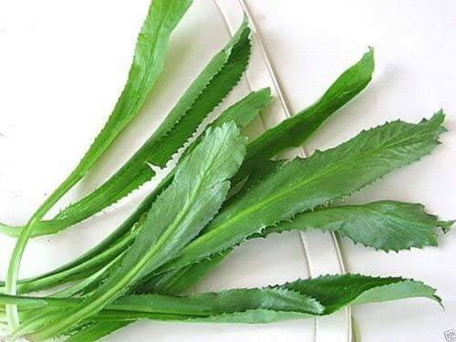Culantro Herbs Starter Plants - 2.5" pot