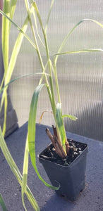 Lemongrass Cymbopogon Flexuosus Herbs Rooted Starter Plants - 2.5" pot