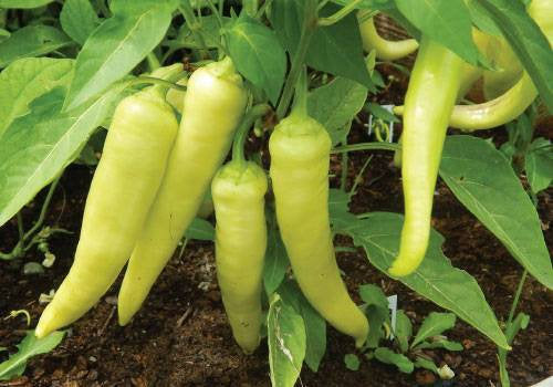Hot Banana Pepper Starter Live Plants - 4 Seedlings
