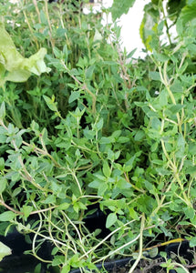 Thyme Herbs Plants - 2.5" pot