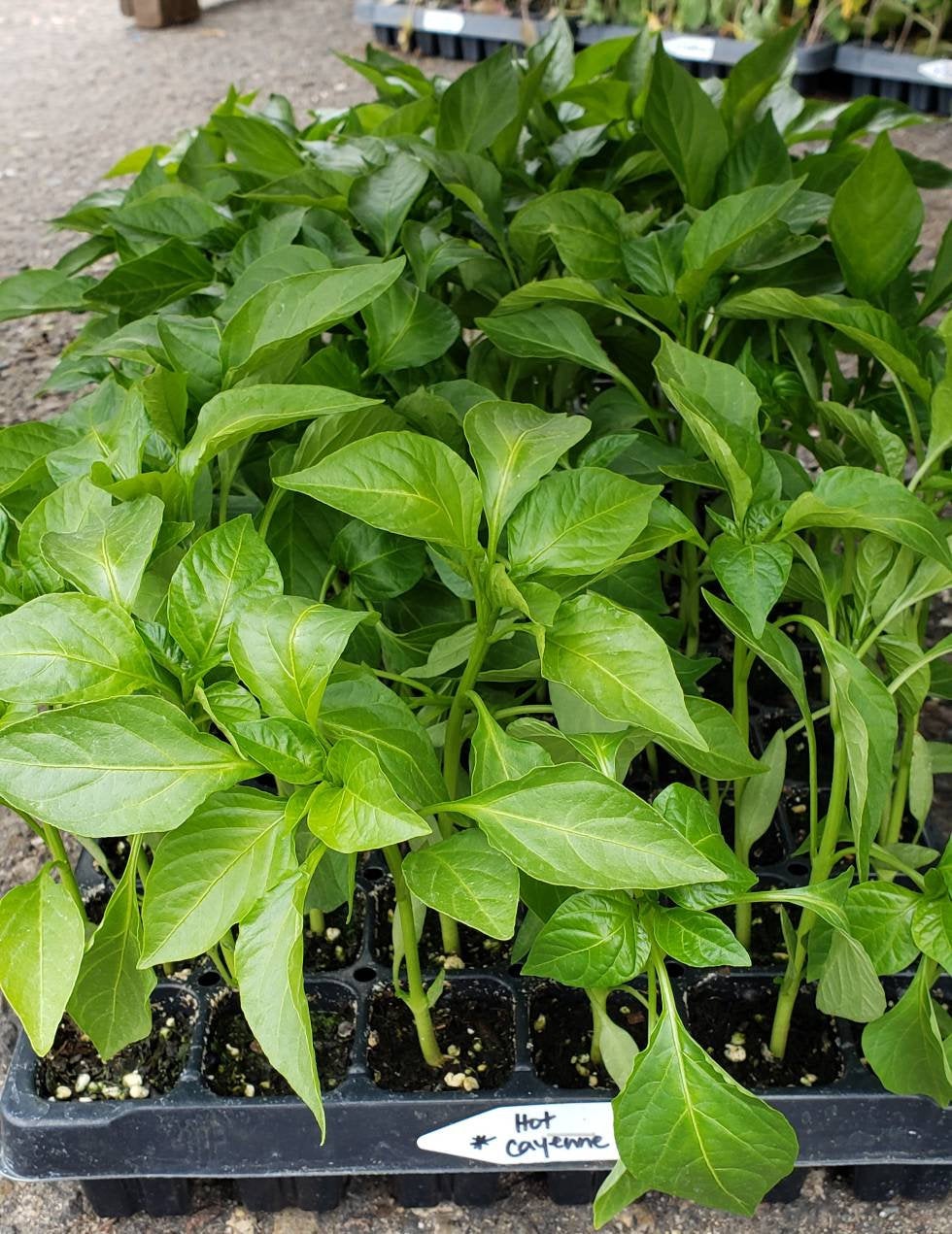 Hot Cayenne Pepper Starter Plants - 4 Seedlings