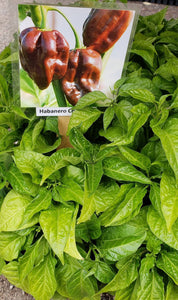 Chocolate Habanero Pepper Starter Plants - 4 Seedlings