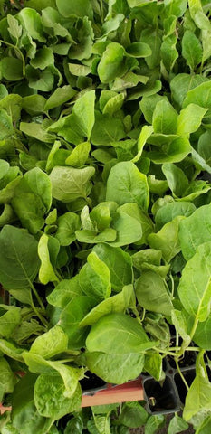 White Thai Eggplant Starter Live Plants - 4 Seedlings