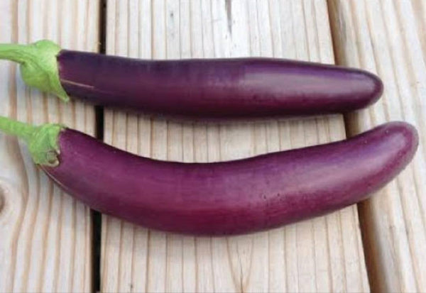 Purple Long Eggplant Starter Live Plants - 4 Seedlings
