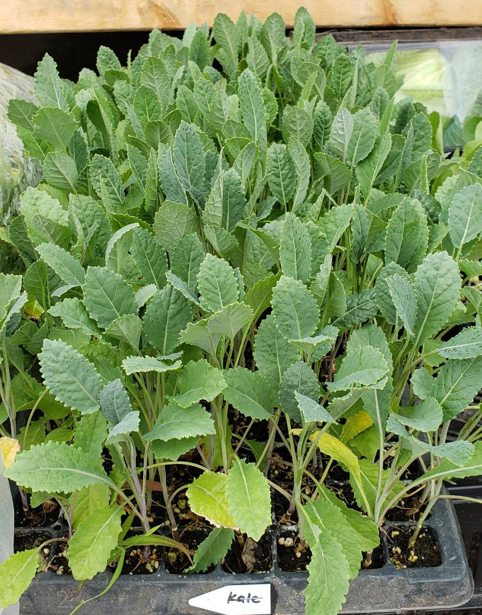 Kale Winterbor Starter Live Plants - 6 Seedlings