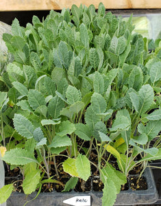 Kale Winterbor Starter Live Plants - 6 Seedlings
