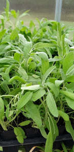 Broadleaf Sage Salvia Officinalis Herbs Plants -2.5" pot