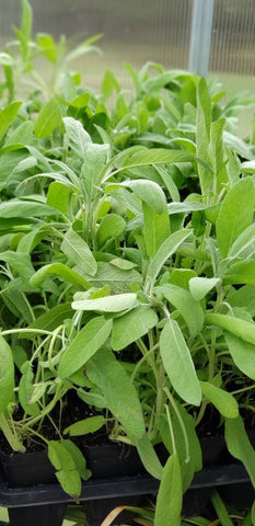 Common Sage Salvia Officinalis Herbs Plants -2.5" pot