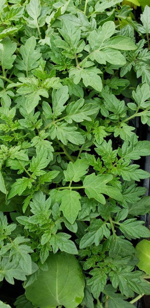 Cherry Red Tomato Starter Live Plants - 4 Seedlings