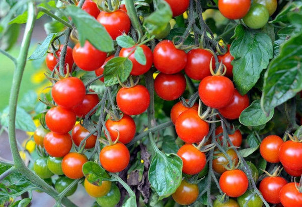 Cherry Red Tomato Starter Live Plants - 4 Seedlings