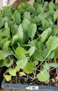 Late Flat Dutch Green Cabbage Live Plants - 6 Seedlings