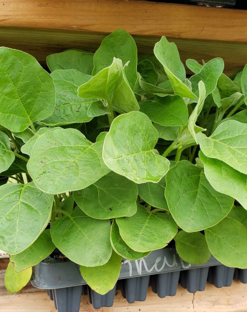 Thai Green Eggplant (Small) Starter Live Plants - 4 Seedlings