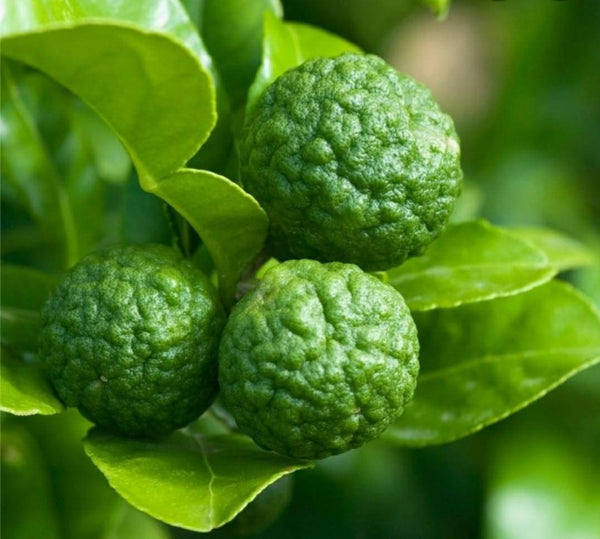 Kaffir Lime Tree - Citrus Hystrix Makrut Starter Live Plants - 1 Seedling
