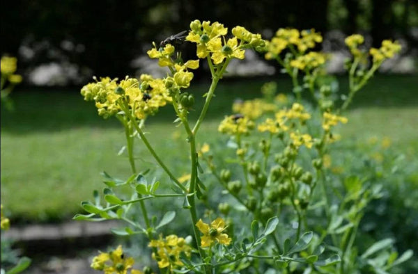 Rue, Ruta Graveolens, Ruda Herbs Plants - 2.5" pot