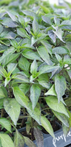 Purple Hot Thai Chili Pepper Starter Plants - 4 Seedlings
