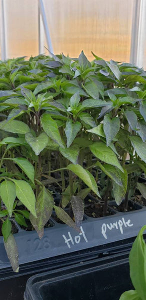 Purple Hot Thai Chili Pepper Starter Plants - 4 Seedlings