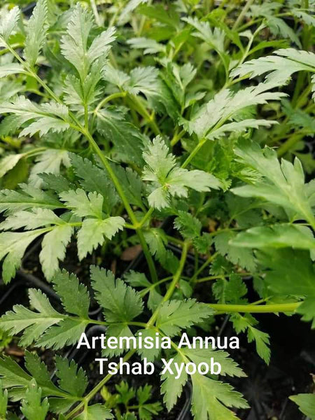 Hmong Medicinal Herbs Starter Plants Package