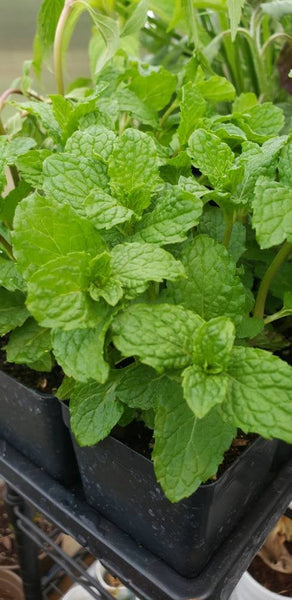 Spearmint, Mint Herbs Plant - 2.5" pot