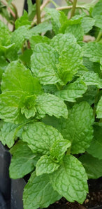 Spearmint, Mint Herbs Plant - 2.5" pot