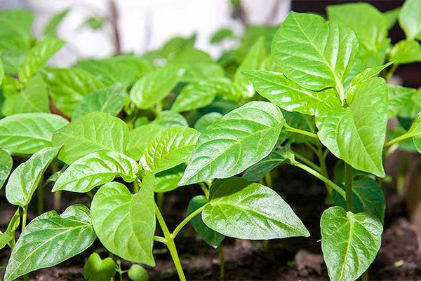 Sweet Bell Pepper Starter Live Plant Variety Colors - 4 Seedlings