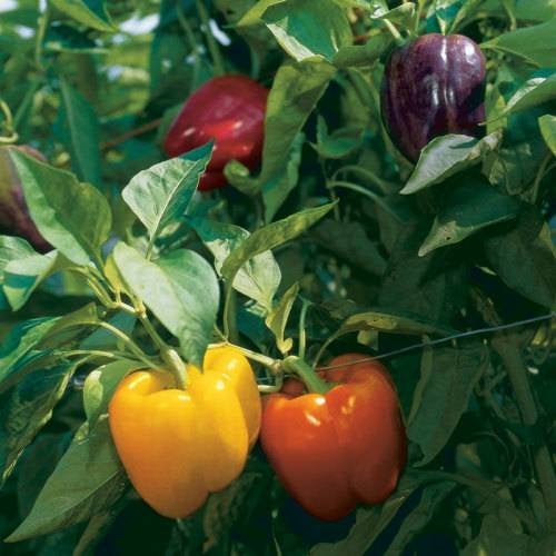 Sweet Bell Pepper Starter Live Plant Variety Colors - 4 Seedlings