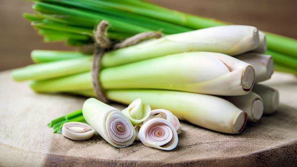 Lemongrass Cymbopogon Flexuosus Herbs Rooted Starter Plants - 2.5" pot