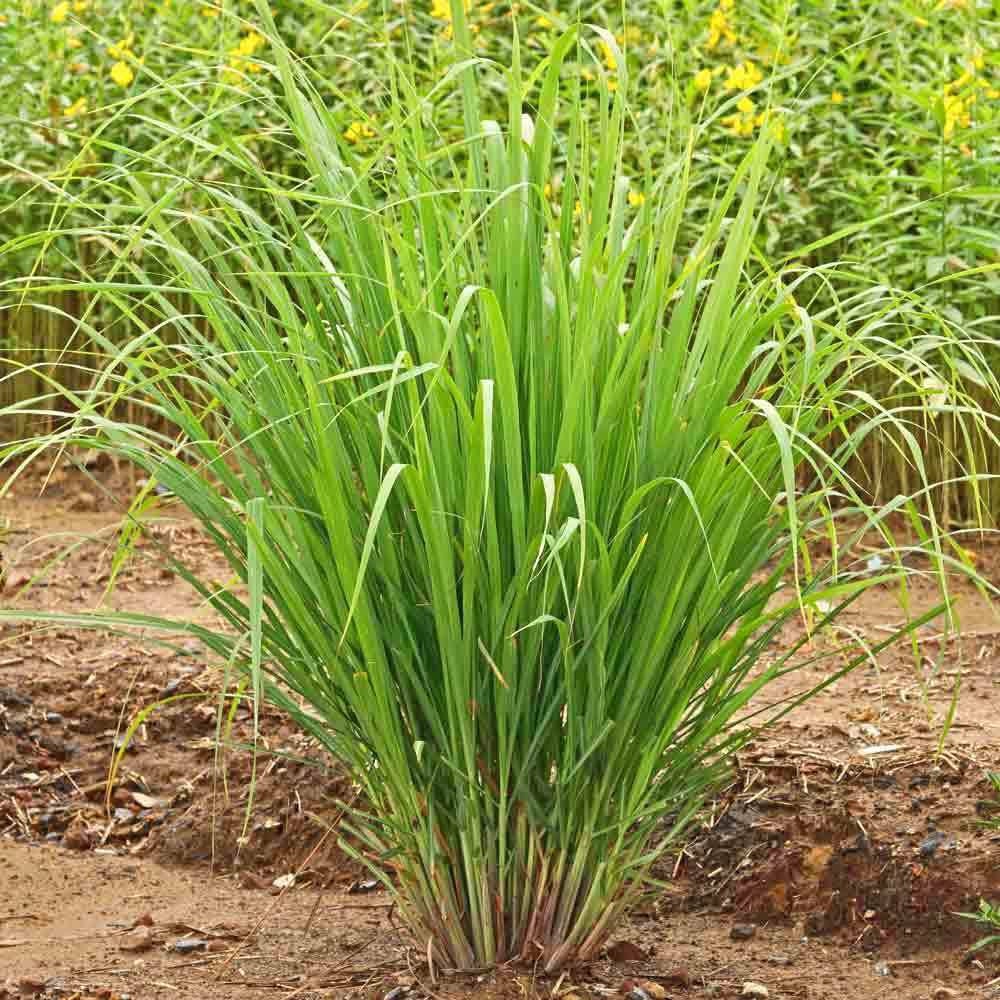 lemon grass potted plant Lemongrass Cymbopogon Flexuosus Herbs Rooted Starter Plants