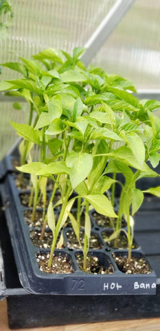 Hot Banana Pepper Starter Live Plants - 4 Seedlings