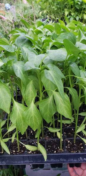 Jedi Jalapeño Pepper Starter Plants - 4 Seedlings
