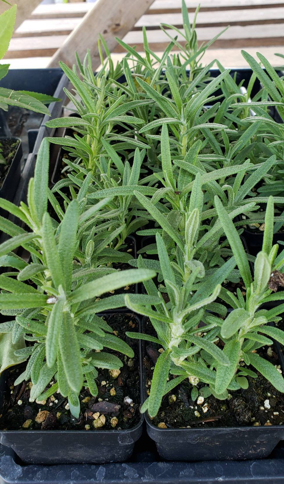Rosemary Herbs Starter Live Plants - 2.5" pot