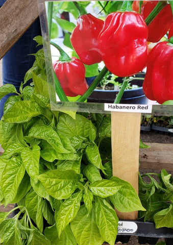 Red Habanero Pepper Starter Live Plants - 4 Seedlings