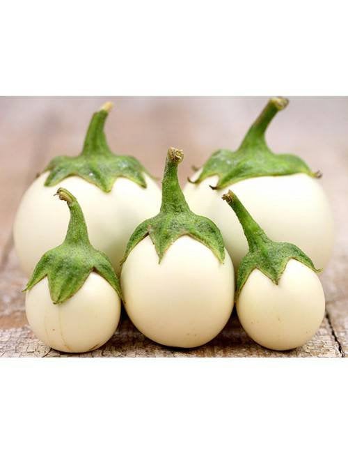 White Thai Eggplant Starter Live Plants