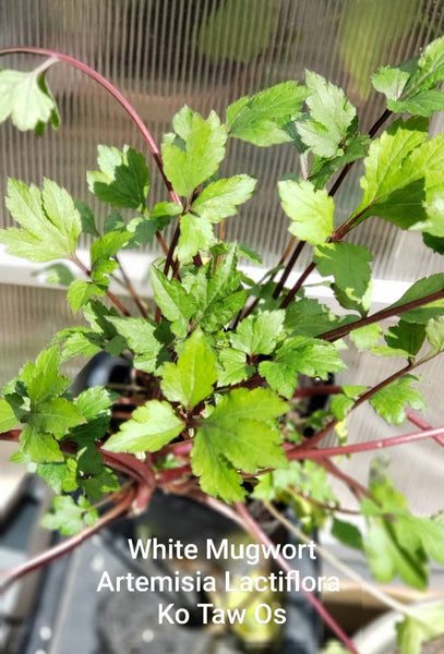 Hmong Medicinal Herbs Starter Plants Package