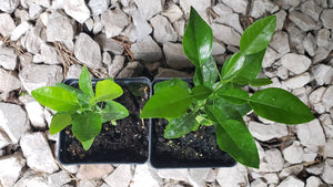 Kaffir Lime Tree - Citrus Hystrix Makrut Starter Live Plants - 1 Seedling